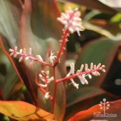 Cordyline Fruticosa Tangelo -Garden Care Shop tangelo cordyline flower