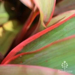 Cordyline Fruticosa Tangelo -Garden Care Shop tangelo leaf close