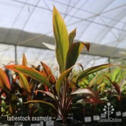 Cordyline Fruticosa Tangelo -Garden Care Shop tangelo tube in nursery