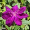 Tibouchina Purple Star -Garden Care Shop tibouchina purple star full open