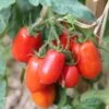 Tomato Roma - Seed -Garden Care Shop tomatoes roma growing