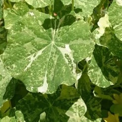 Nasturtium Alaska Salmon Variegated - Seed -Garden Care Shop variegated nasturtiums leaf