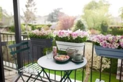 Elho Vibia Campana Trough Allin1 50cm Anthracite -Garden Care Shop vibia campana trough allin1 50cm group 1