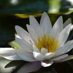 Water Lily Hermine - 1 Bulb -Garden Care Shop water lily shade