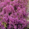 Chamelaucium Free Spirit - Waxflower -Garden Care Shop waxflower free spirit 1