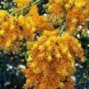 Australian Wildflower WA Christmas Tree - Seed -Garden Care Shop west australian christmas tree
