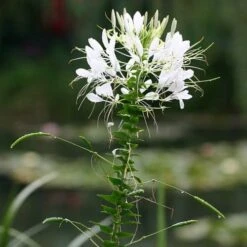 Cleome - Spider Flower - Seed 7 Cleome - Spider Flower - Seed -Garden Care Shop white cleome