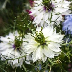 Nigella Miss Jekyll White - Love In A Mist - Seed -Garden Care Shop white nigella