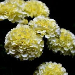 Marigold Kilimanjaro White - Seed 7 Marigold Kilimanjaro White - Seed -Garden Care Shop white tagetes