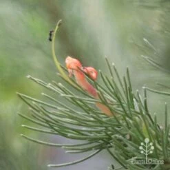 Garden Care Shop -Garden Care Shop woollybush and ant 500