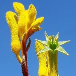 Anigozanthos Yellow Gem - Kangaroo Paw -Garden Care Shop yellow gem paw