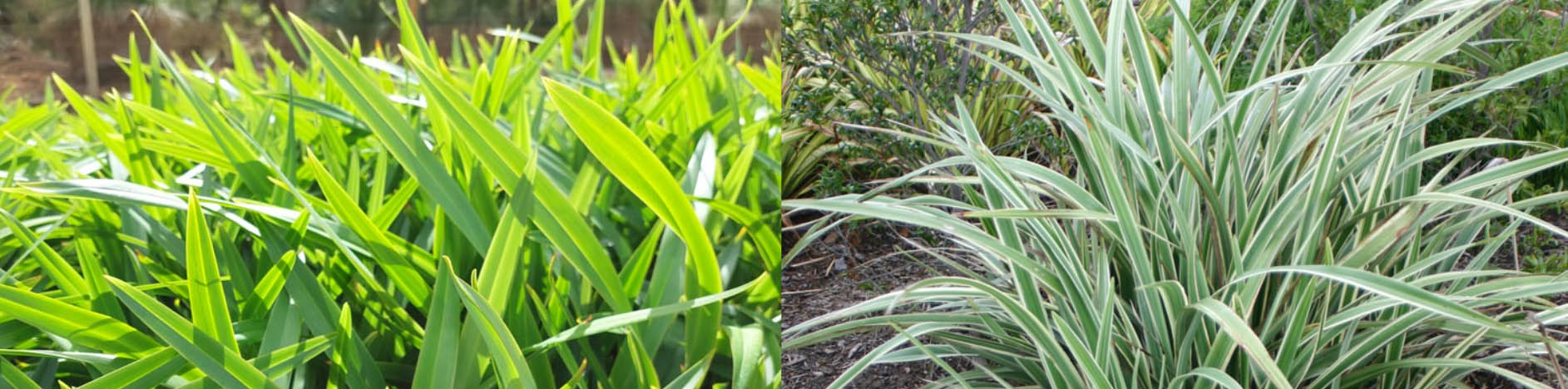 Garden Care Shop -Garden Care Shop dgdgsd